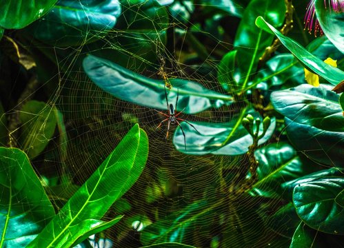 two spiders on web between plants