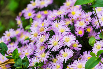 full-bloomed purple petaled flowers
