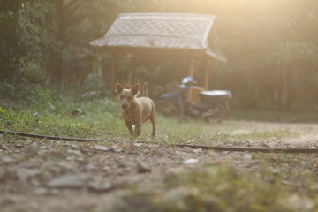 the dog running to go explore  
