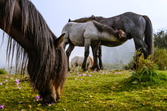 Caballos pastando al atardecer.