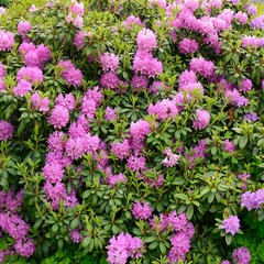 Blooming hybrid Azalia Rhododendron hybridum selection in a greenhouse