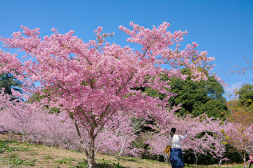 Taiwan cherry blossom season, Wuling Farm, Qianying Garden, blooming cherry blossoms