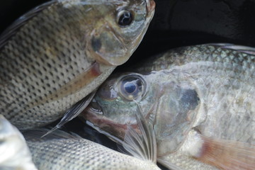 The tilapia that is about to be eaten