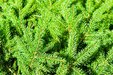 Green Christmas fir tree branches (background)