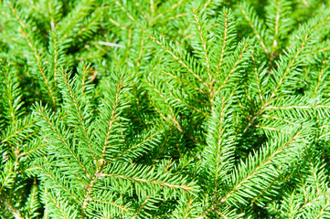 Green Christmas fir tree branches (background)