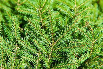 Green Christmas fir tree branches (background)