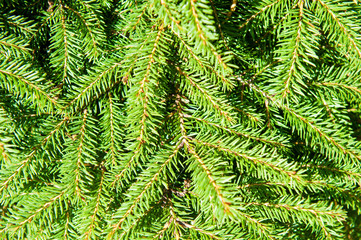 Green Christmas fir tree branches (background)