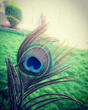 close-up photography of green and blue peacock feather