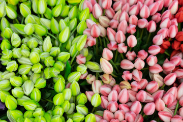 Tulipani colorati verdi e rosa