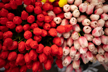 Tulipani colorati rosso e rosa 