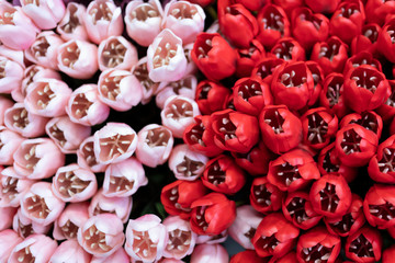 Tulipani colorati rosso e rosa