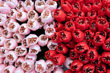 Fototapeta premium Tulipani colorati rosso e rosa