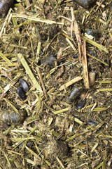  Diet muesli  with herbs background for horse. macro