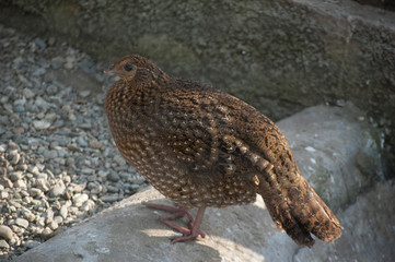 bird