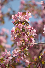 Garden of Eden with blooming apple trees - closeup.