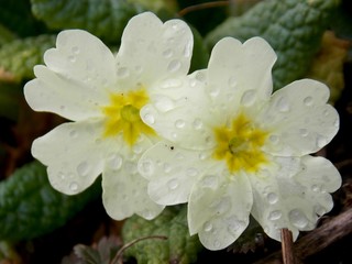 yellow spring flowers and rain drops