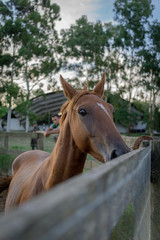 Fototapeta premium natural horse training