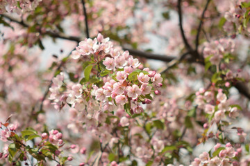Garden of Eden with blooming apple trees - closeup.