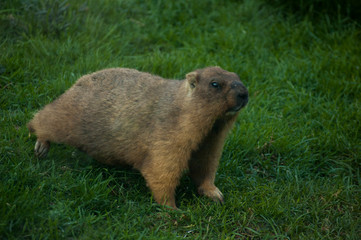 marmot