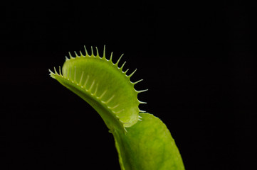 venus flytrap © Kasia R.