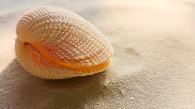 Beautiful shell on white sand beach, close up. Wind blowing on the sand.	