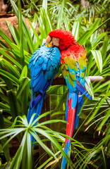 Blue-and-Yellow-Macaw. Parrot