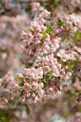 Garden of Eden with blooming apple trees - closeup.