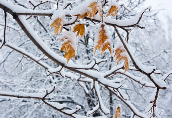 Yellow leaves of a maple and branches of trees covered with white snow. Winter day