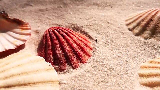 Beautiful shell on white sand beach, close up. Wind blowing on the sand.	