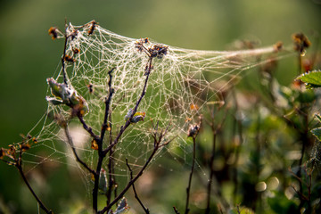 Dew drops on spider web in forest.