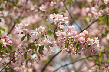 Garden of Eden with blooming apple trees - closeup.