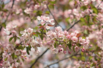 Garden of Eden with blooming apple trees - closeup.