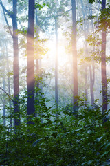 Landscape: morning in the woods. Sun rays penetrate through the trunks of trees_