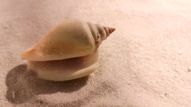 Beautiful shell on white sand beach, close up. Wind blowing on the sand.	