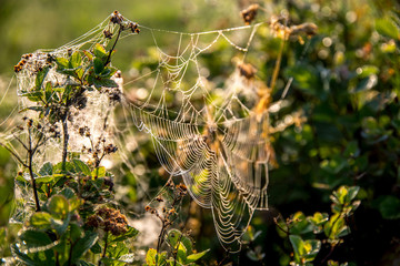 Dew drops on spider web in forest.