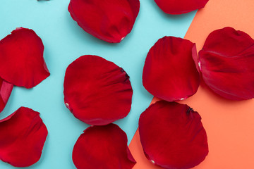 rose petals on colored background