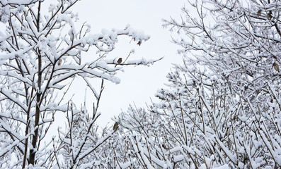 Sparrows sit on the branches covered with white snow. Winter day