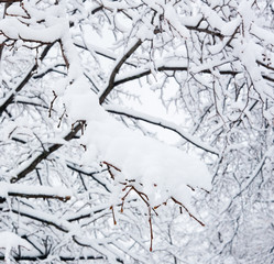 White snow on the branches of the trees. Winter day