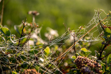 Dew drops on spider web in forest.