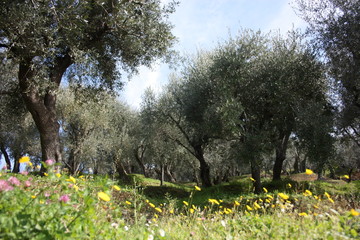 green and large olive grove full of olive trees, plants full of leaves and fruits. the arrival of spring