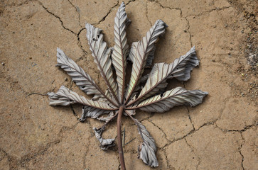 Hoja