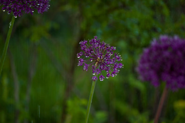 Obraz premium flower