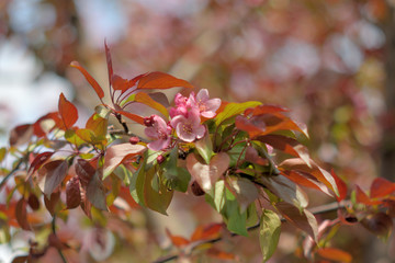 Garden of Eden with blooming apple trees - closeup.