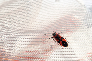 Pyrrhocoris apterus , firebug on white fabric, copy space