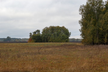 Fototapeta premium Color autumn forest in Russia