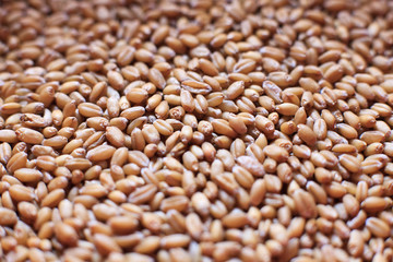 close up of wheat grains