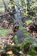 Old fallen tree in the forest