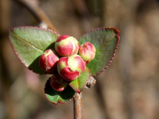 buds decorative plants in the spring