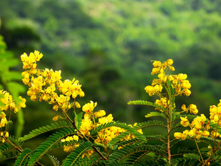 yellow flowers in forest