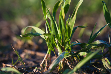 Young wheat saplings growing in the field. Close-up of wheat germination.